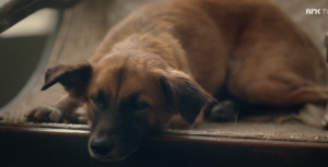 BBC Dogs In The Wild: Meet The Family