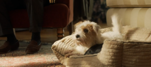 finding alice tv show dog