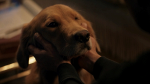 hawkeye s01e02 recap dog