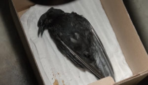 Dead Bird Devil in Ohio Netflix