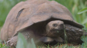 Tortoise Recipes for Love and Murder Acorn