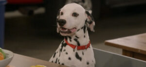 dalmatian Frasier Paramount Plus